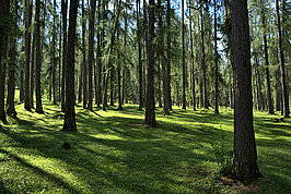 Bernhard Saalfeld - Ehrwald (8v9)